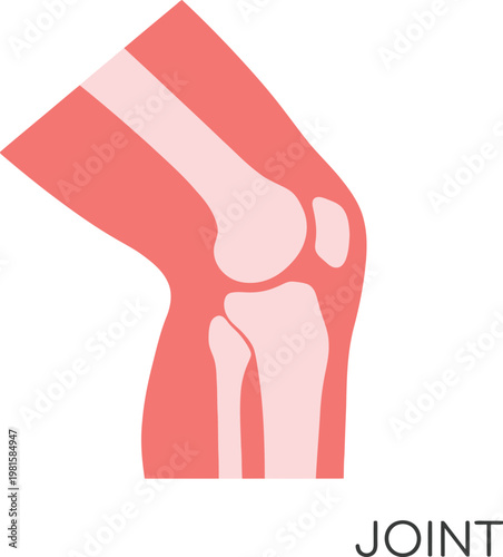 Knee Joint Anatomy Illustration Medical Orthopedic Concept