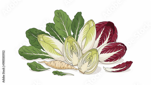 Fresh Radicchio and Lettuce Leaves.