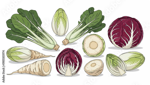 Radish Roots and Leaves Illustration.