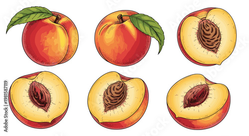 Detailed illustrations of whole and halved peaches with leaves and pits showing juicy texture and vibrant orange and red colors.
