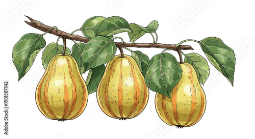 Three textured yellow pears with orange stripes hanging from a leafy branch for a detailed botanical and fruit illustration.