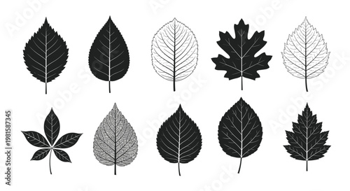 Set of ten various tree leaf silhouettes showing different shapes and vein patterns in black and white for botanical and nature studies.
