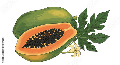 Ripe orange papaya fruit illustration featuring a whole fruit a halved section with black seeds and a large characteristic green leaf.