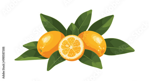 Branch of fresh kumquat fruits featuring whole small oranges along with a half slice showing pulp details and vibrant green leaves.