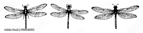 Dried dragonfly set with organic hand-inked style featuring entomology, insects, nature with fantasy and magic elements