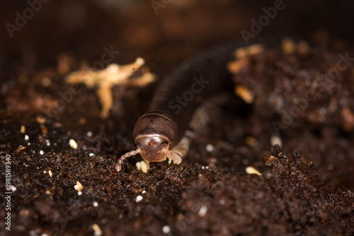 Close up of Eumastigonus, a native millipede endemic to New Zealand, known for breaking down rotting organic matter in forest ecosystemsClose up of Eumastigonus, a native millipede endemic to New Zeal