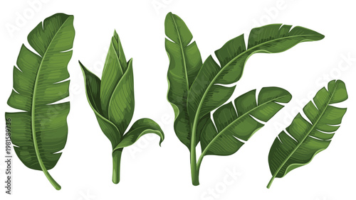 Set of detailed green banana leaf illustrations in different shapes and stages of growth for tropical design projects.
