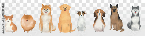 Illustration of various dog breeds in a row. Includes a Corgi, Pomeranian, Shiba Inu, Labrador, Beagle, German Shepherd, and Husky. Cute dog art, diverse dog breeds. Isolated animal vector set.