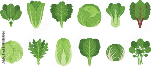 Green leafy vegetable collection vector illustration featuring lettuce, cabbage, kale, arugula and beet greens for healthy food, organic farming and nutrition design