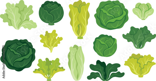 Fresh green lettuce and leafy vegetable vector collection featuring cabbage, romaine, butterhead and salad greens for organic food and healthy diet design