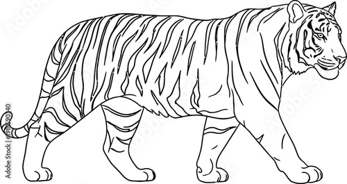 Outline illustration of a tiger walking to the right side