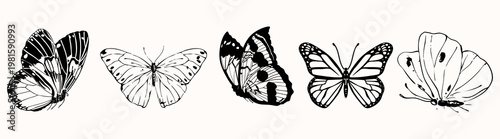 Illustration of five butterflies in black and white. Each butterfly features unique patterns. Butterflies are shown in a simple, elegant style. Animal illustrations, isolated element vector set.