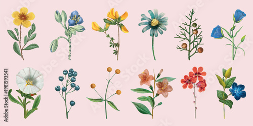 Colorful botanical illustrations of various flowers and plants. Includes yellow, blue, and red flowers with green leaves. Diverse floral designs in a row. Spring flower illustrations, isolated vectors