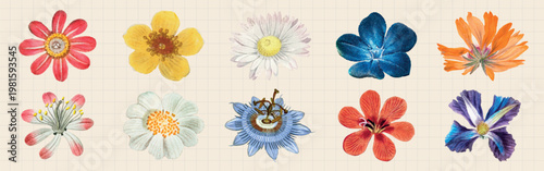 Colorful flower illustrations on grid paper. Each flower is unique, showcasing vibrant petals. Artistic flower designs on a grid background. Floral art variety. Spring flower illustrations, vectors.