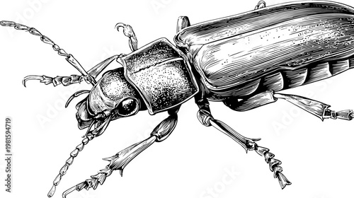 Detailed monochrome engraving of a beetle, showing fine line work and anatomical accuracy