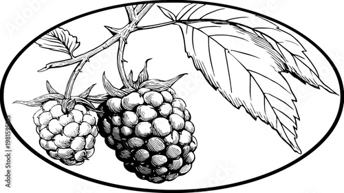 Black and white drawing of two berries on a branch inside an oval frame