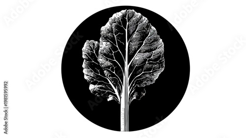 Leaf illustration.
Description White leaf with distinct veins, contrasting black background in circle frame
