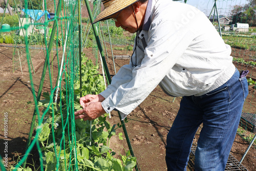 初夏の家庭菜園　シニア男性