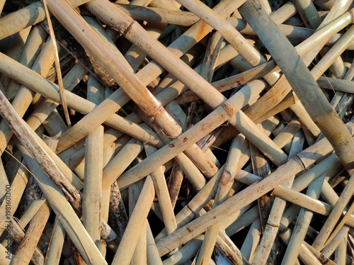Dense pile of cut bamboo stalks arranged in crisscross pattern 