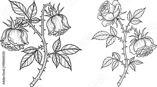 Vector illustration of two wilting rose branches with thorns and leaves line art black and white botanical withered illustration fragrance