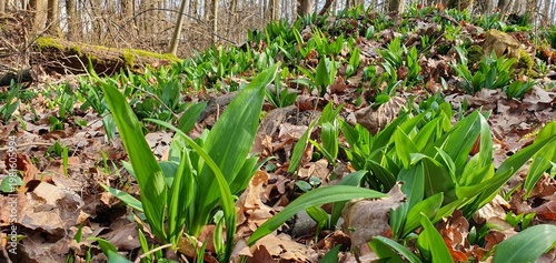 Wild Garlic (Allium ursinum) Carpet Covering Forest Floor in Spring, Common Plant in the Czech Republic