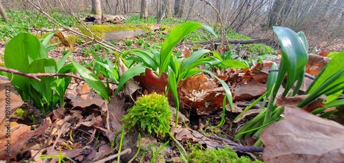 Wild Garlic (Allium ursinum) Carpet Covering Forest Floor in Spring, Common Plant in the Czech Republic