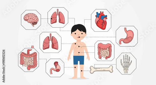 Cute cartoon boy displaying human internal organs and skeletal parts for educational purposes in a bright studio.
