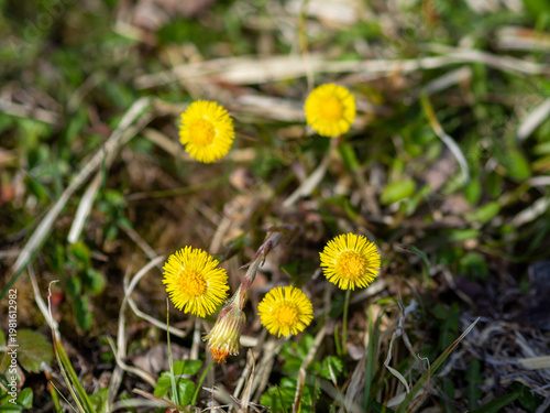 Yellow coltsfoot flowers Tussilago farfara blooming in early spring on a background of dry grass