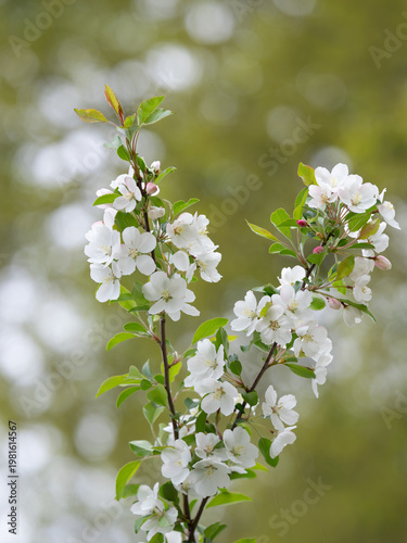 沢山の白い花を咲かせたノカイドウ