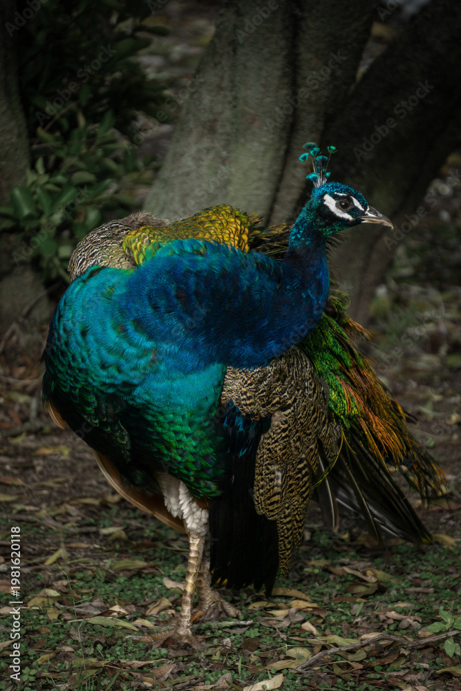 Fototapeta premium Peacock Portrait / Iridescent Plumage Detail