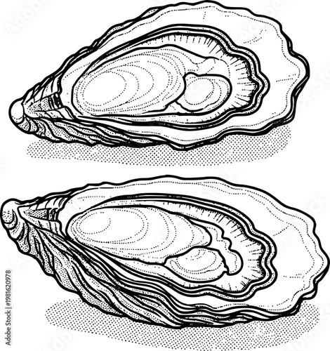 Detailed Line of Open Oysters a White Background shellfish seafood