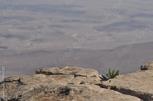 Dry landscape with resilient plant growing on rocky ledge in remote area during bright daylight