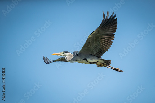Tableau sur toile A grey heron (Ardea cinerea) flying in the sky