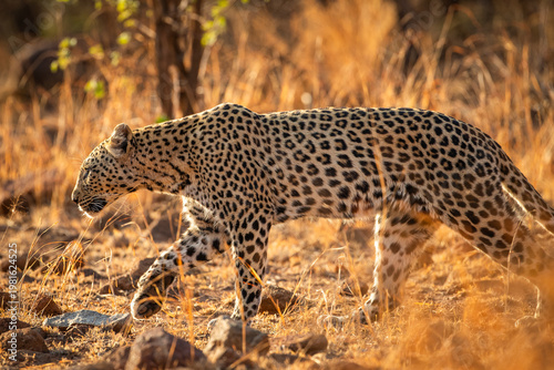 Foto A leopard (Panthera pardus) walking through the African bush in the early mornin