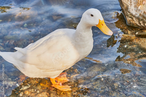 White American Pekin duck standing in clear shallow water