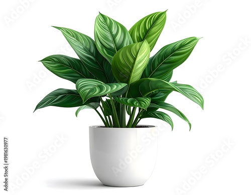 Potted peace lily plant with vibrant green leaves in white ceramic pot isolated on white background
