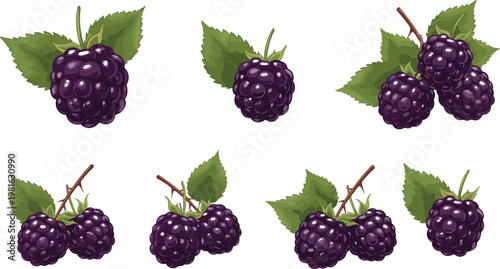 Cartoon vector illustration of blackberries with green leaves showing ripe fruit clusters botanical food and nutrition design