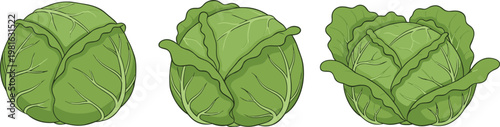 Cartoon vector illustration of cabbages showing fresh green vegetable heads with leaf textures and organic farm produce design