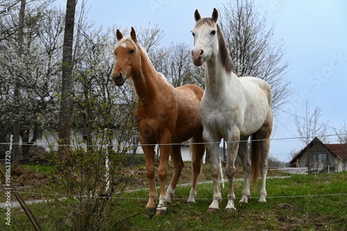 Pair of horses in the village in Croatia