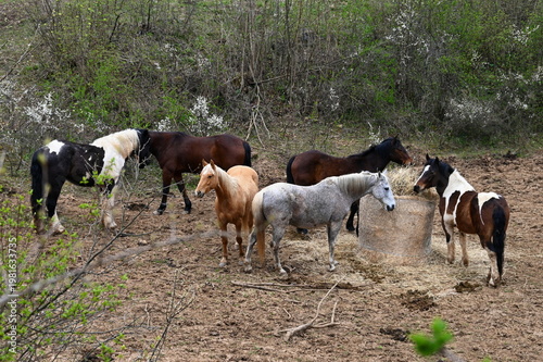 Group of horses on the pasture in Croatia