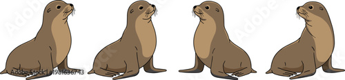 Cartoon vector illustration of sea lions sitting upright showing marine animal posture, anatomy and wildlife design