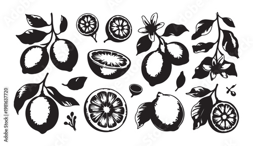 Cuadro en lienzo Detailed lemon fruit engraving set including branches leaves blossoms and sliced citrus pieces on white