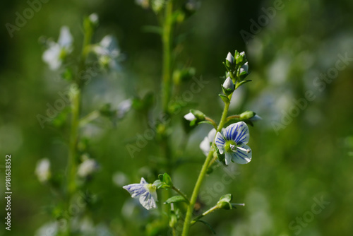 Veronica serpyllifolia Thymeleaf Speedwell flower petals color