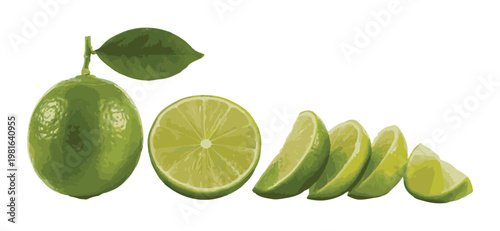 Realistic green lime whole, sliced, and wedges with a leaf and stem.