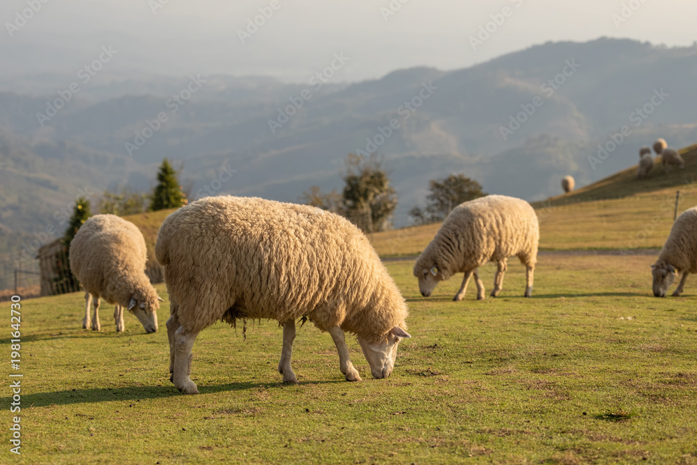 Fototapeta premium Flock of fluffy sheep peacefully grazing on a vibrant hillside pasture with majestic rolling mountains in the distance during golden hour. A serene pastoral landscape showcasing farm life and nature's