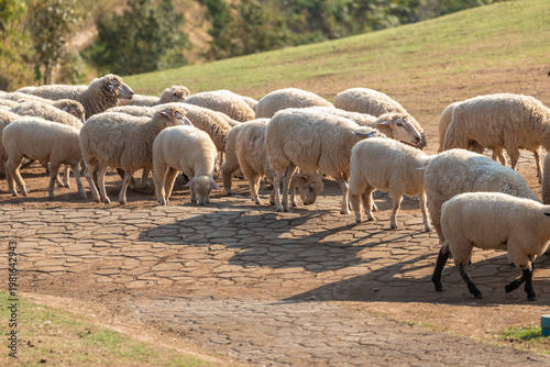 Εκτύπωση καμβά A large flock of woolly sheep gracefully ambles along a rustic stone-paved path, casting long shadows under the warm sunlight