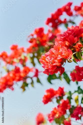 Photography Close-up of vibrant red bougainvillea flowers at Xishuangbanna Tropical Botanica