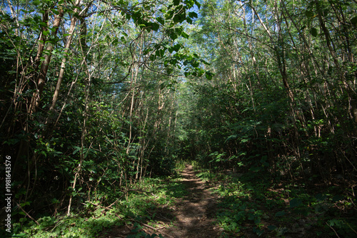 池間島の秘境ビーチへ続く緑の小道