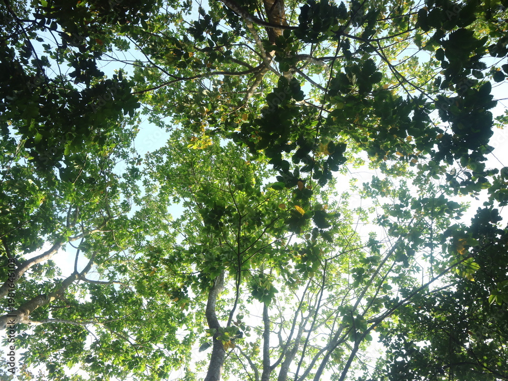 Fototapeta premium Uplifting perspective viewing a vibrant emerald green canopy, abundant lush leaves softly filter bright sunlight, creating a tranquil and refreshing natural spectacle