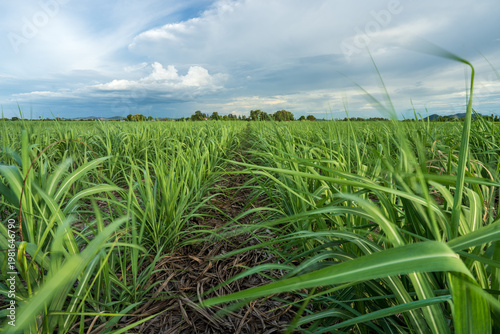 Sugarcane plantation or cane farm and fields with green plant leaves wind blowing and rain clouds coming for agriculture small sugar cane garden and farmers with biofuel or gasoline fuel in Thailand